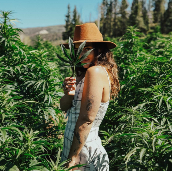 Ignite Cannabis